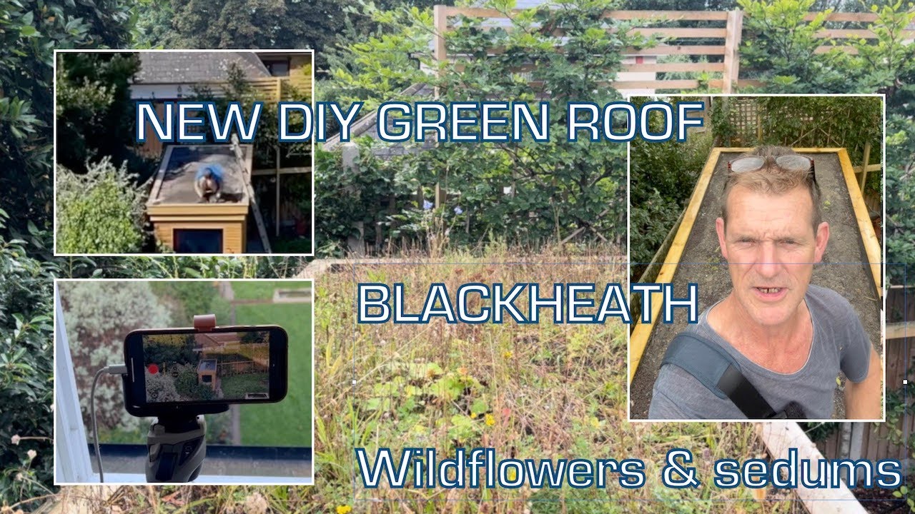New DIY Green roof- Blackheath - wildflowers and sedums