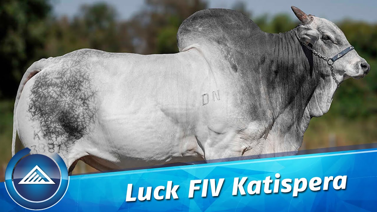 Luck FIV Katispera