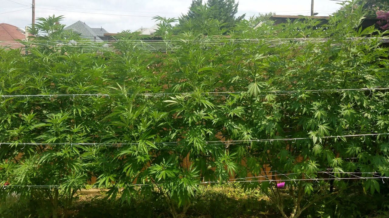 2021 Outdoor Cannabis Garden Tour | Garden Update [#12] - July 24