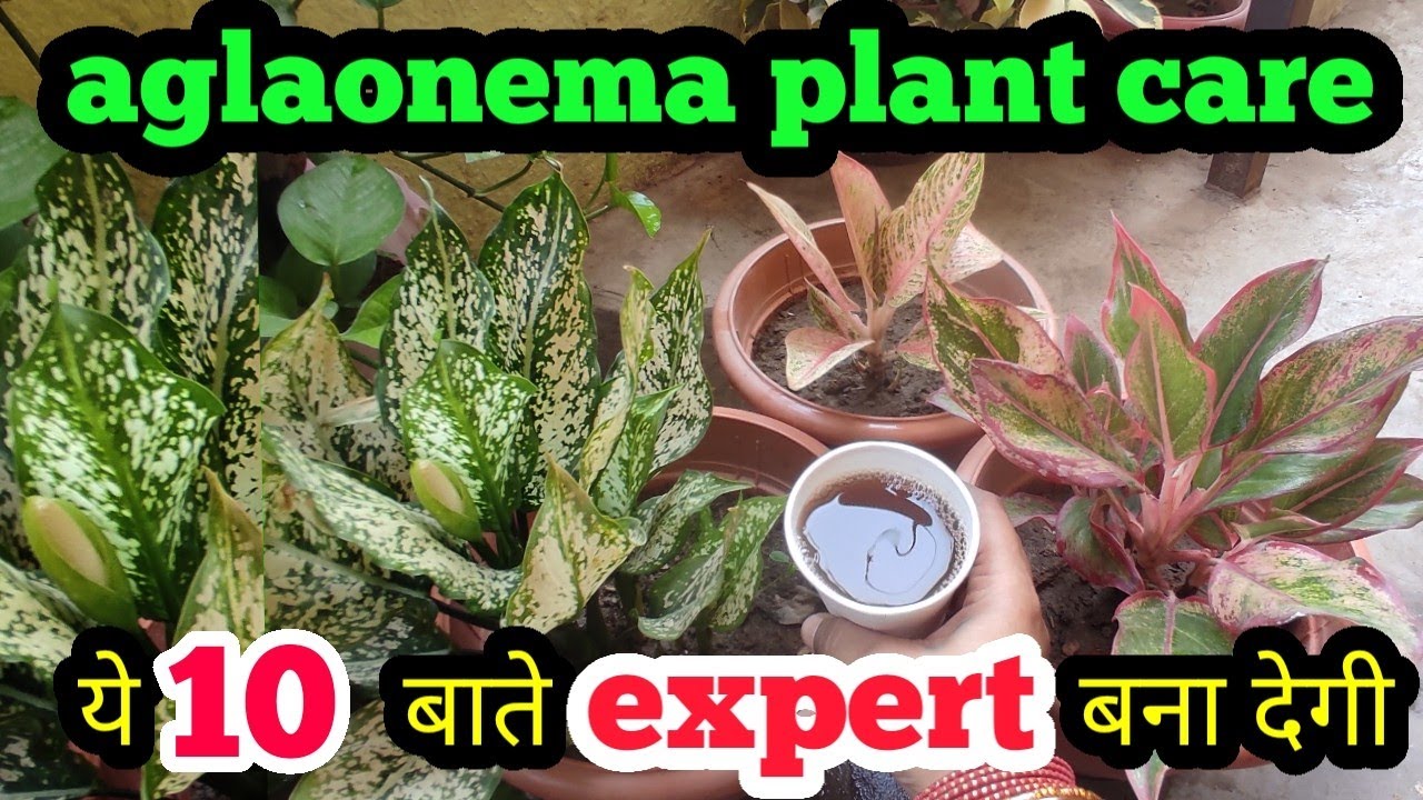 बस ये 10 बाते जान ले कितना भी खराब पौधा हो हरा भरा हो जायेगा | aglaonema plant को मरने से कैसे बचाए