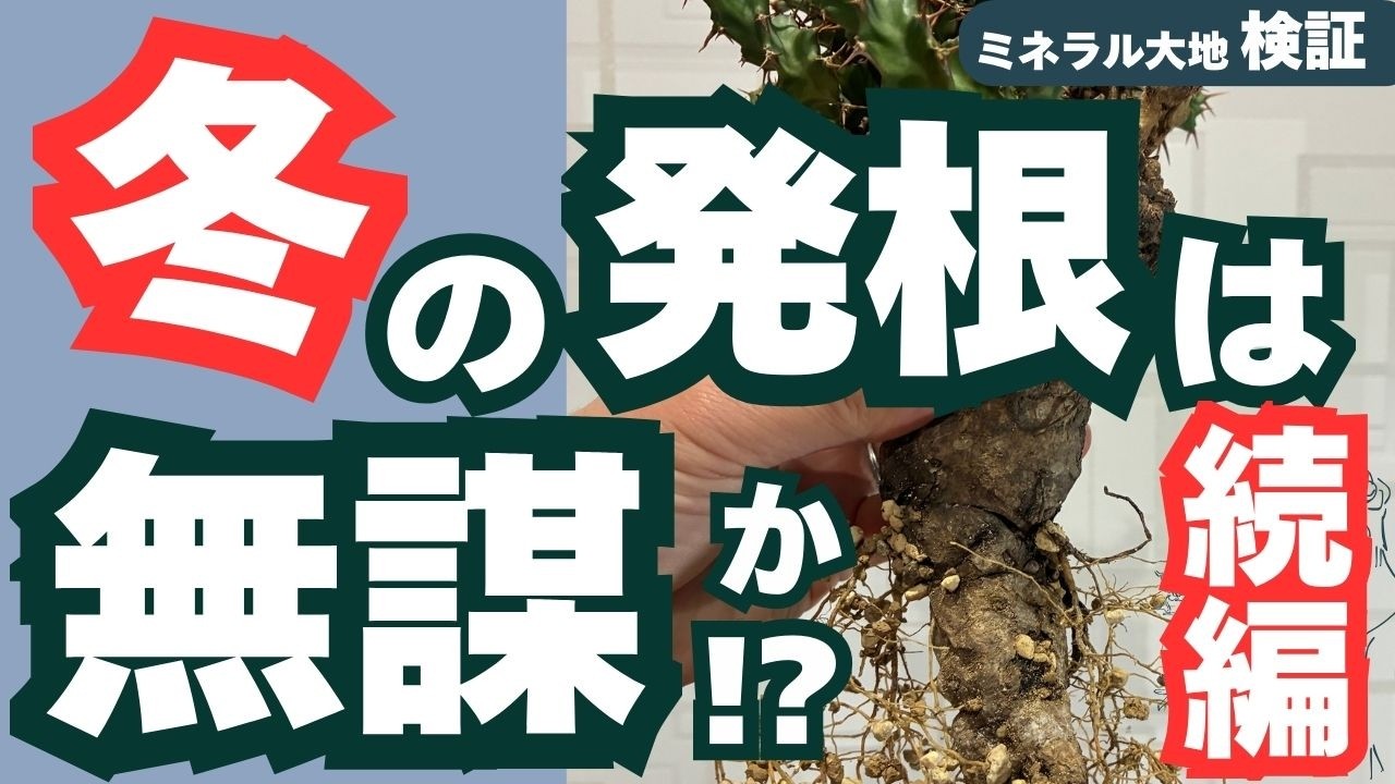 【発根確認】ミネラル大地の威力が凄まじかった。冬の管理で起きた奇跡。