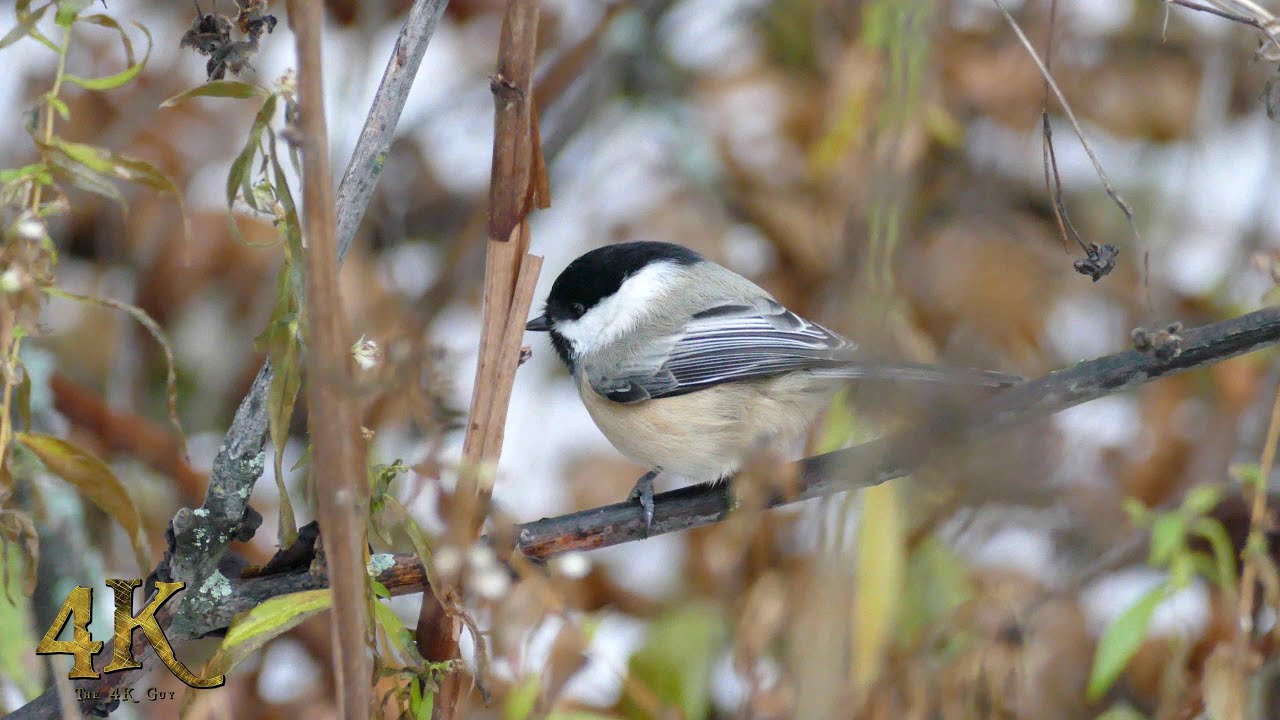 Canada early winter: One hour nature and birds in the wild in 4K