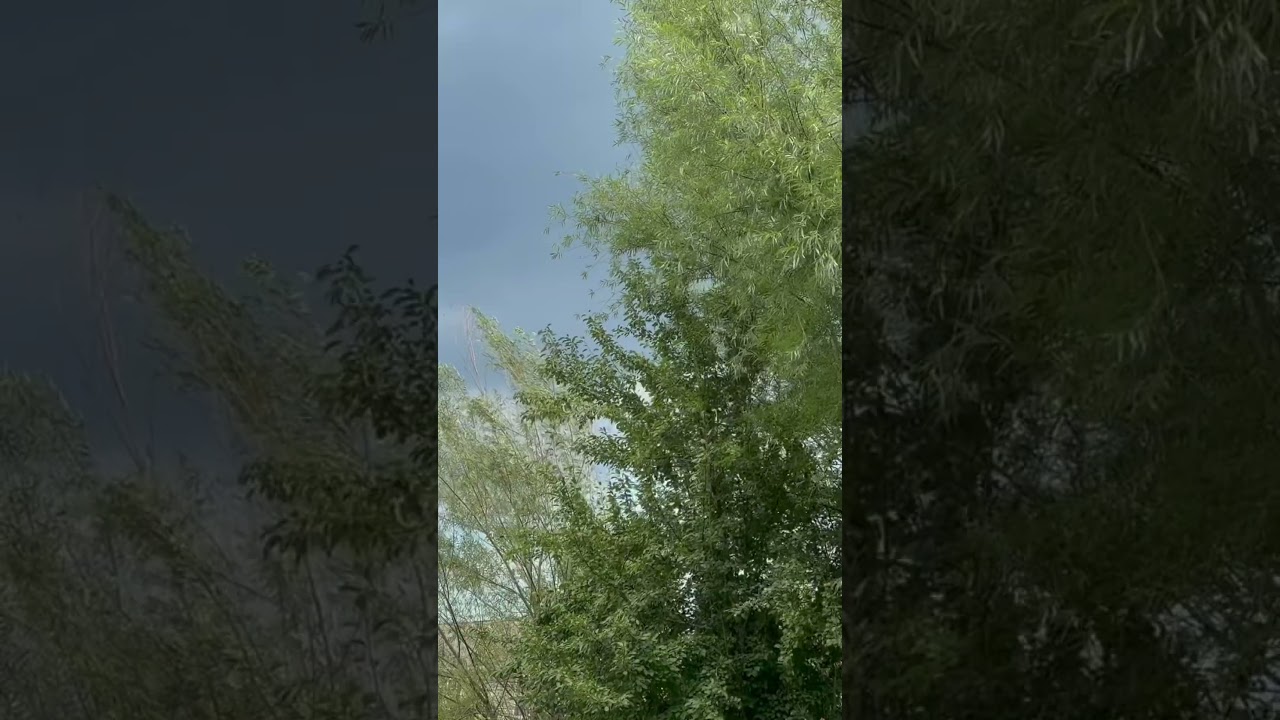 Приближается буря, ветер приносит зной. #ива #ветер #грозовоенебо #буря #природа #релакс
