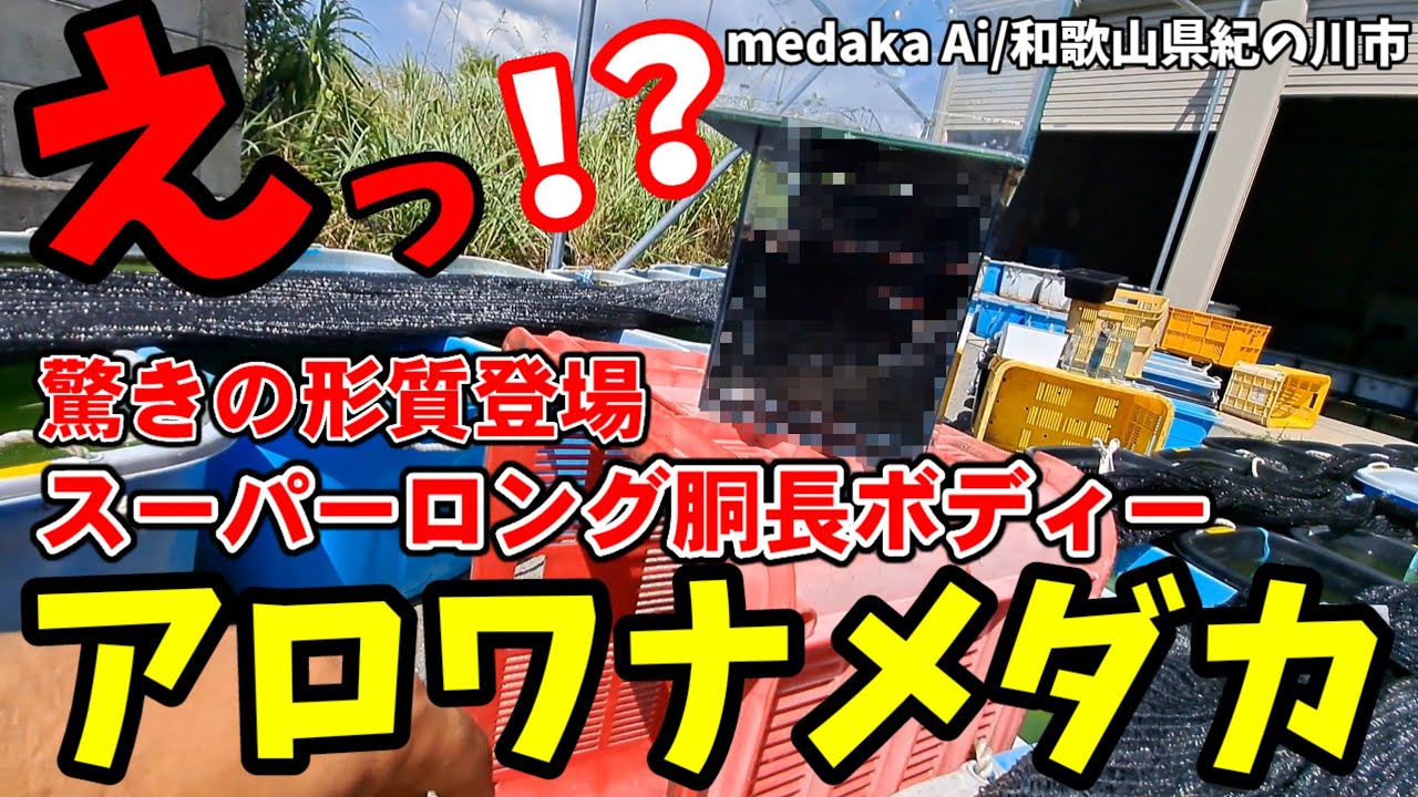 【スーパーロング胴長ボディー】驚きの形質個体登場【アロワナメダカ/medaka Ai.和歌山県紀の川市】オリジナル品種紅雅登の紹介！安らぎAQUAちゃんねる