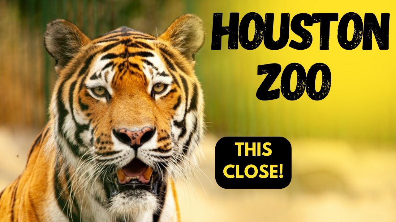 Houston Zoo Walking Tour | Natural Sounds, No Commentary