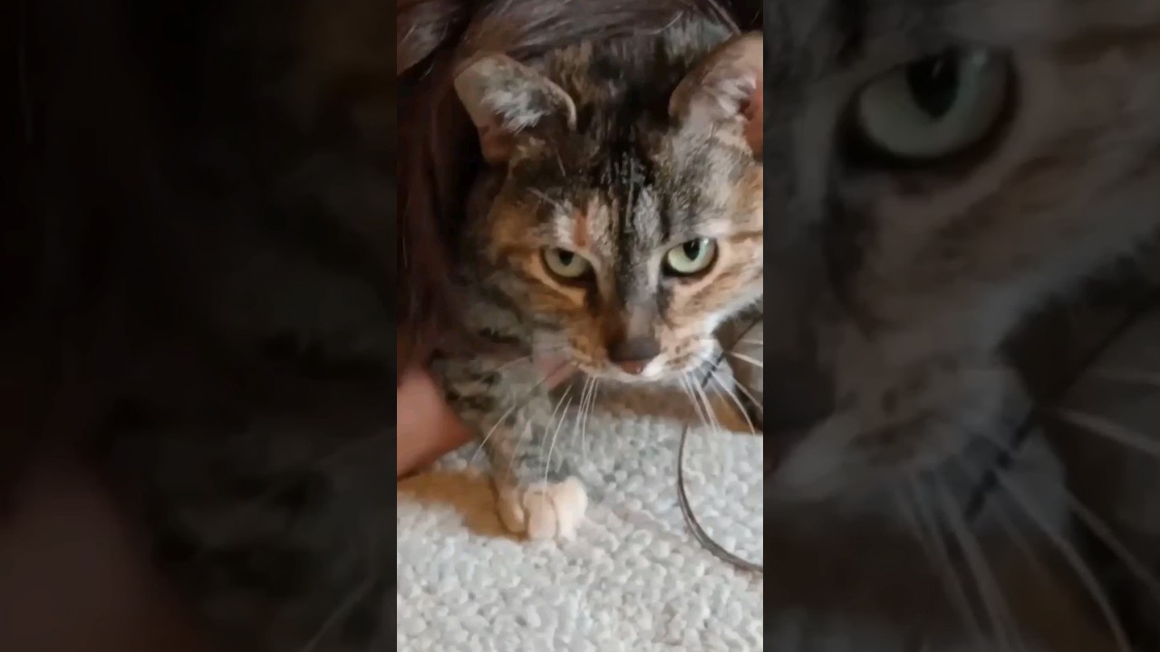 the acceptance #cat
