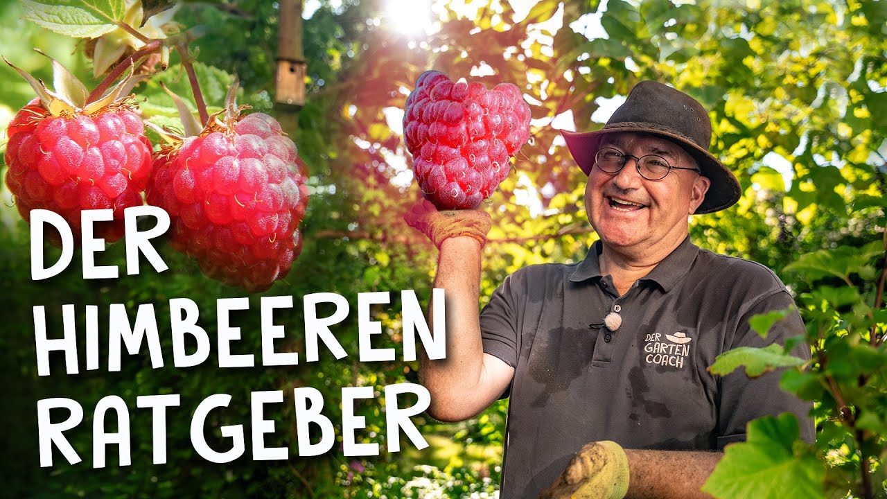 Himbeeren pflanzen, pflegen & düngen im Herbst  🍇 - Die besten Sorten im Überblick