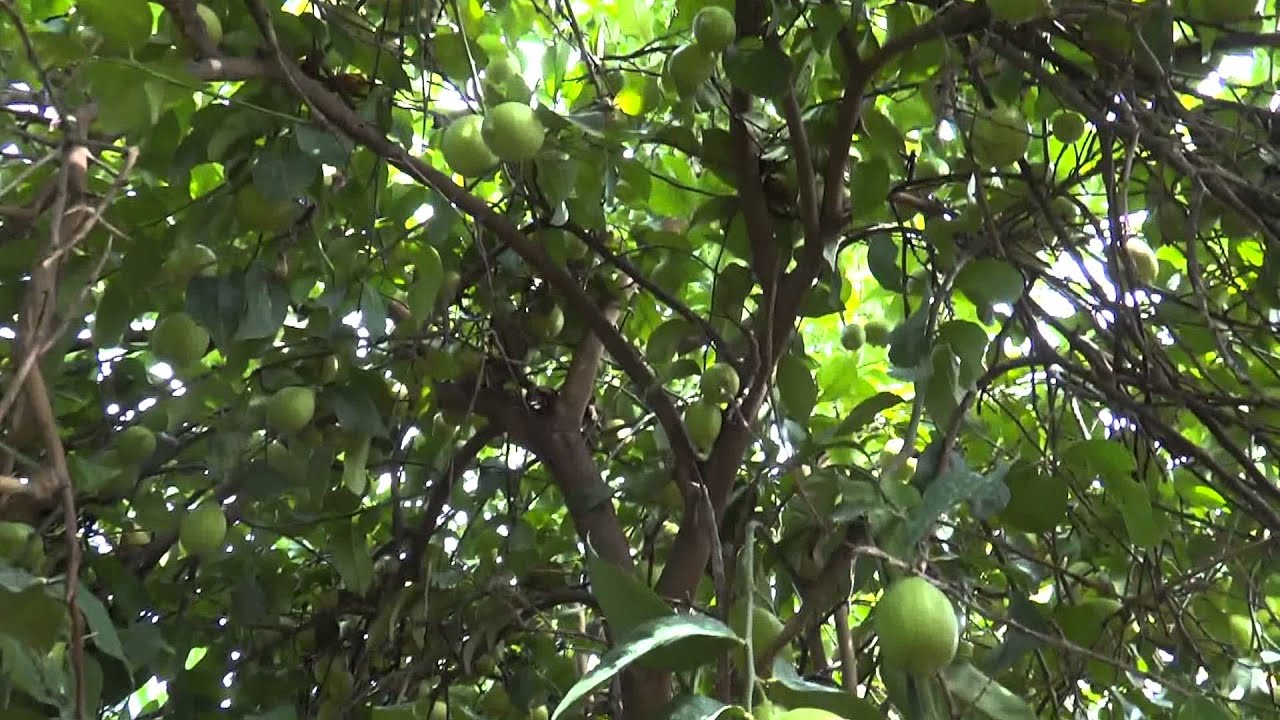 2PH SL Eureka Lemon Qld Orchard Visits 01 03 13 Part Two