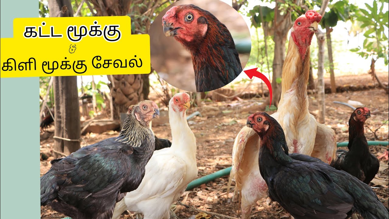 கிளி மூக்கு சேவல் | | விசிறிவால் | FOOD ,GROWTH AND DETAIL !!!