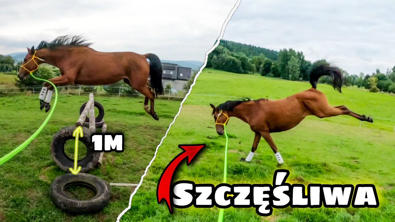 Lonża ze skokami i brykami