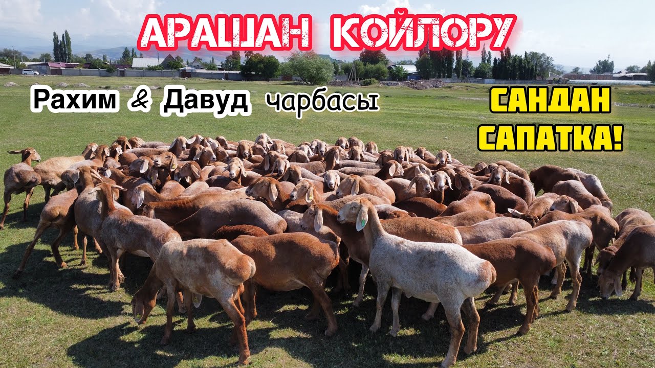 Рахим ж.н Давуд байкелердин арашан койлору ~ Мыкты чарба || Чарбасына арашанчыларды чайга чакырды!