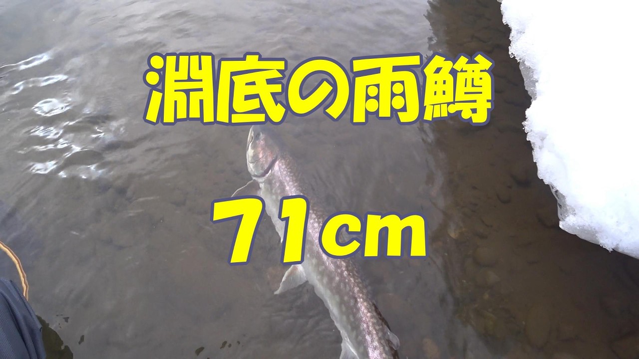 早春の淵底に７１ｃｍ雨鱒