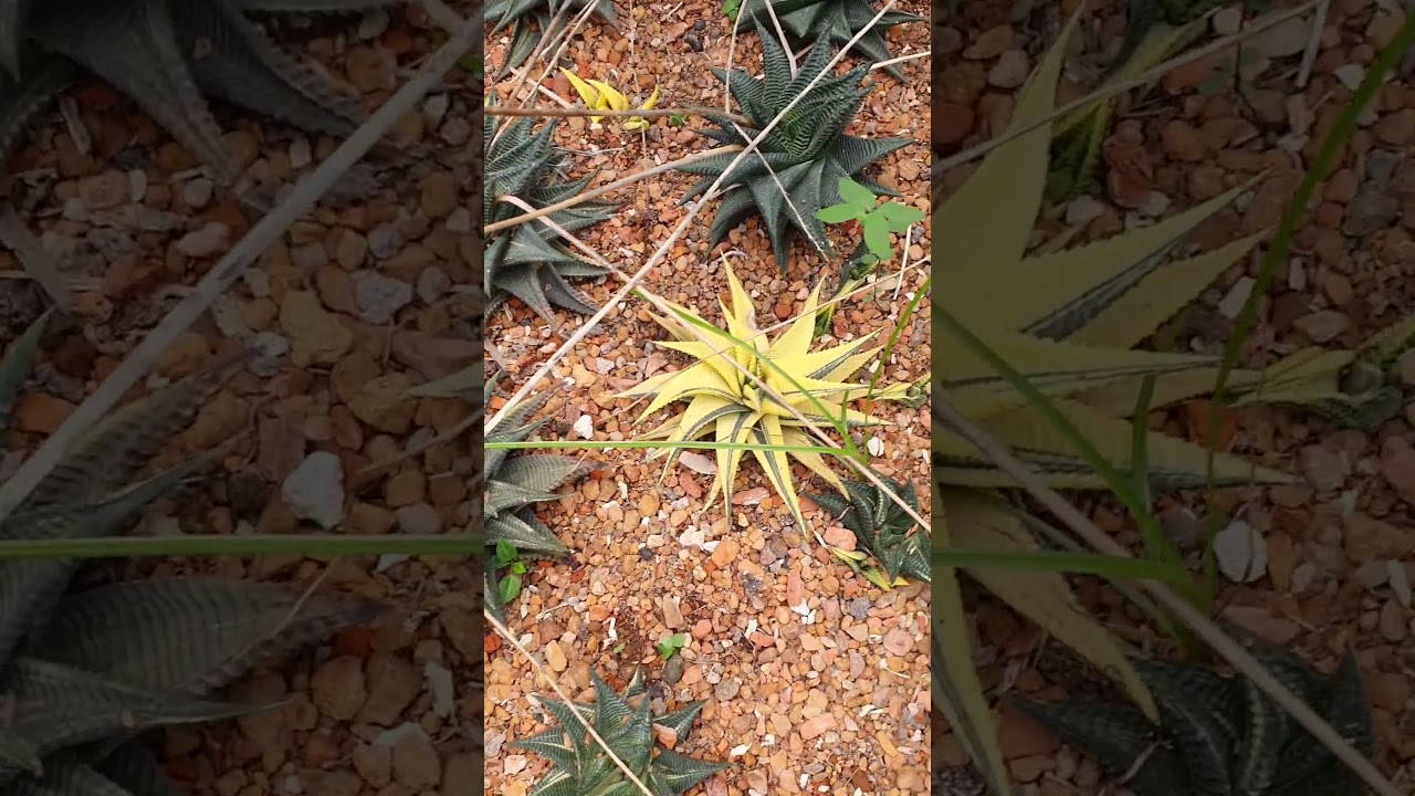 Haworthia Limifolia Variegated #Haworthia #Limifolia Variegated #Plant #shorts #Ural Orchid.