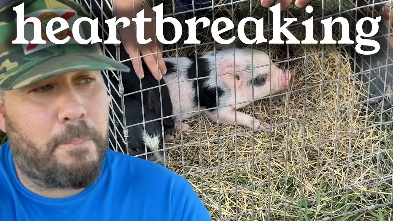 Secretly Recording An Animal Auction