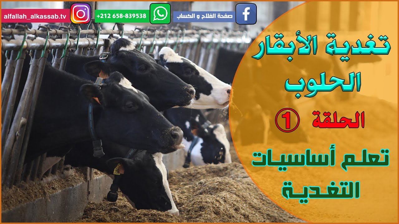 الحلقة 1 : تعلم أساسيات التغذية عند الأبقار الحلوب. 01 ALIMENTATION DES VACHES LAITIÈRES
