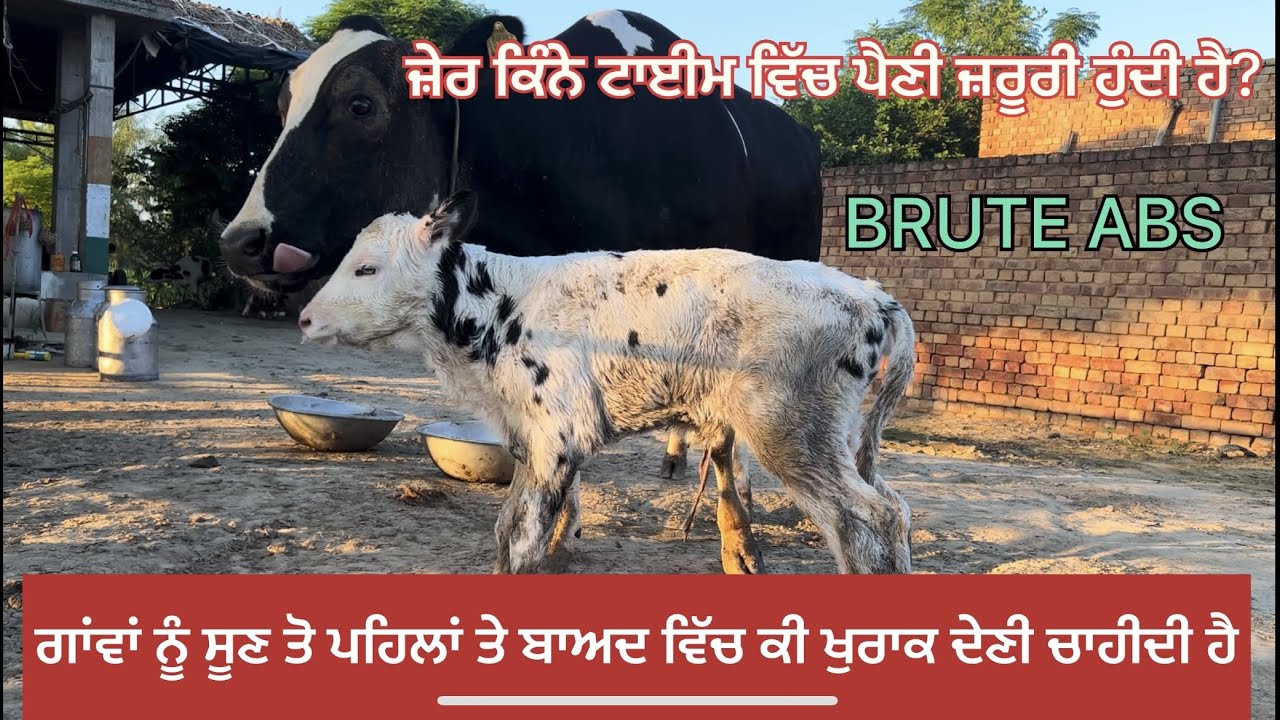 COWS NU SUN TO PEHLA AND BAAD DI DIET BAARE INFORMATION. BASSI DAIRY FARM. PUNJAB