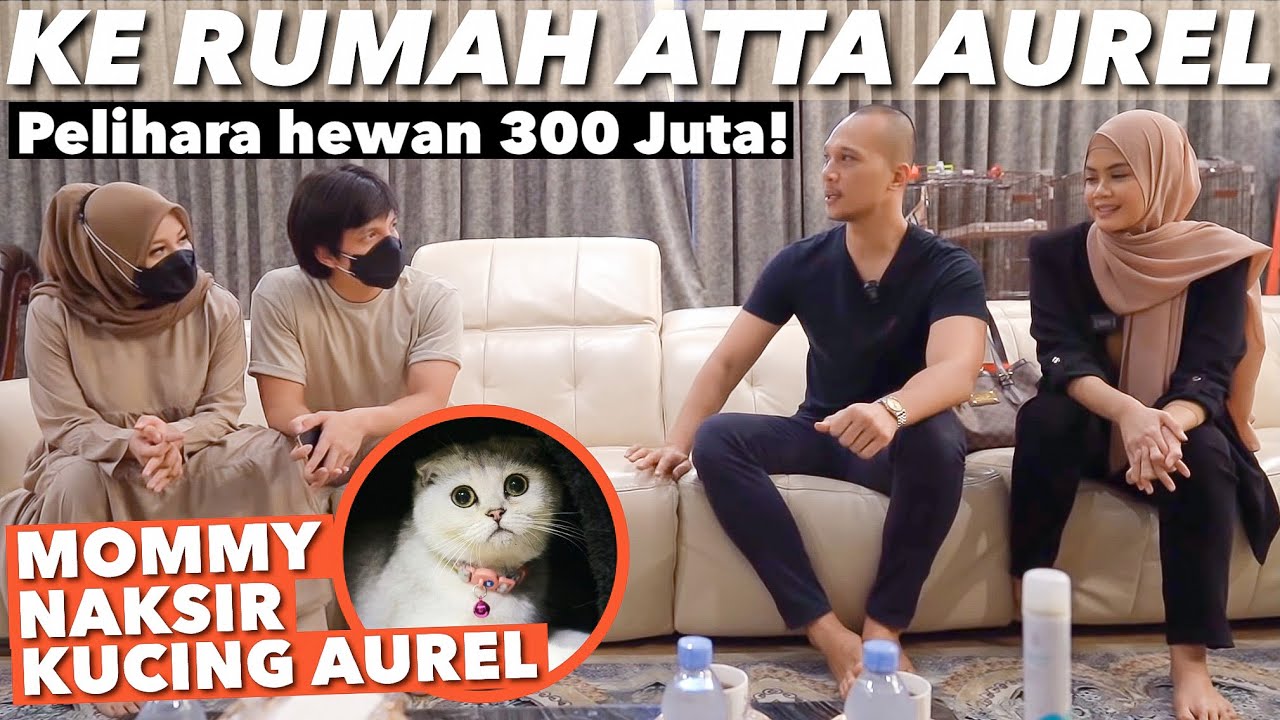 SAMPERIN BUMIL! AUREL NGIDAM KUCING BENGAL! ATTA BINGUNG..
