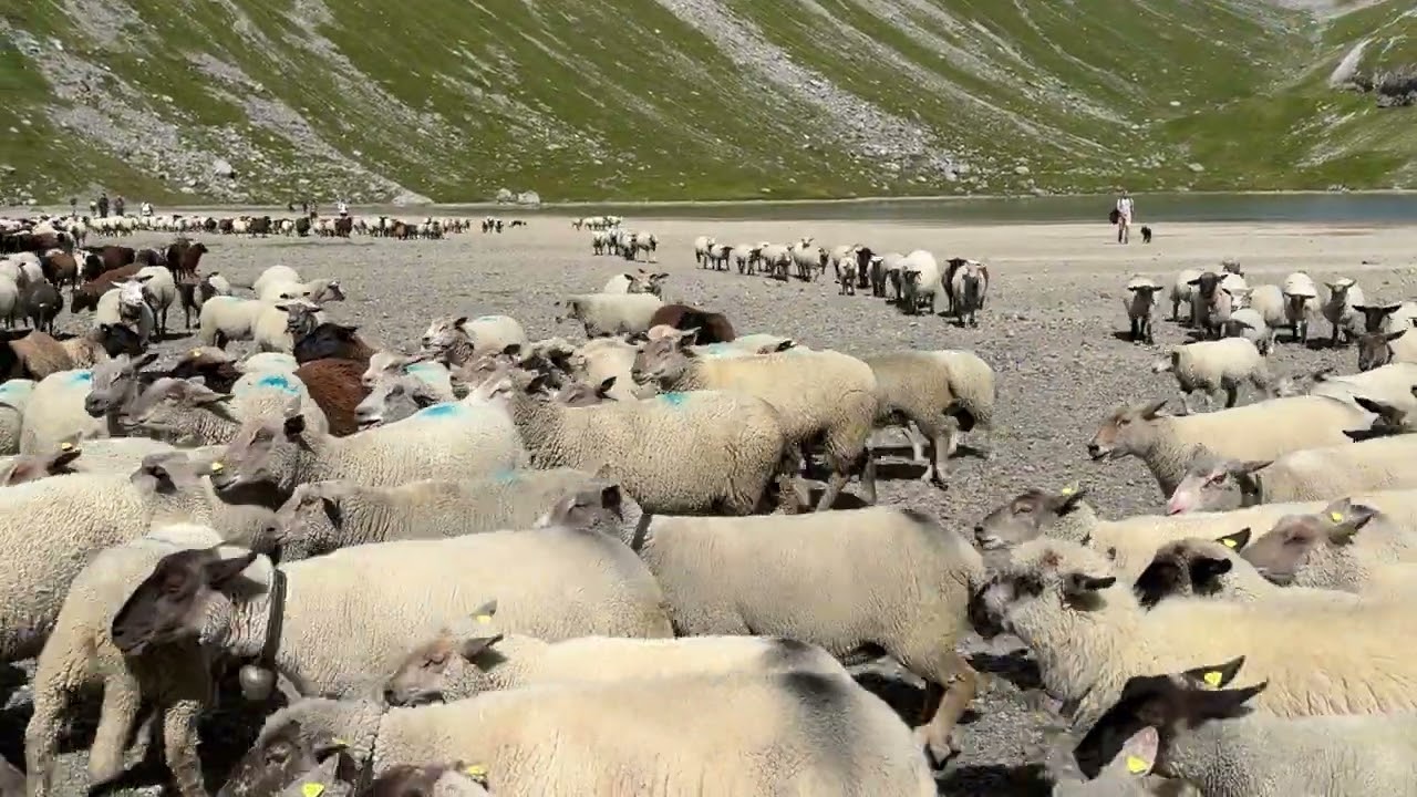 DESALPE DES MOUTONS A LA GEMMI SEPTEMBRE 2024