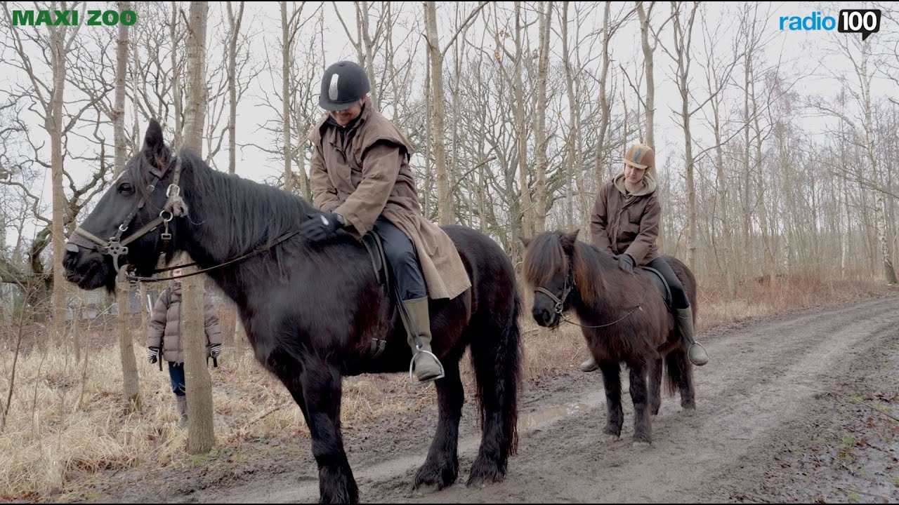 Radio 100 Til Hest