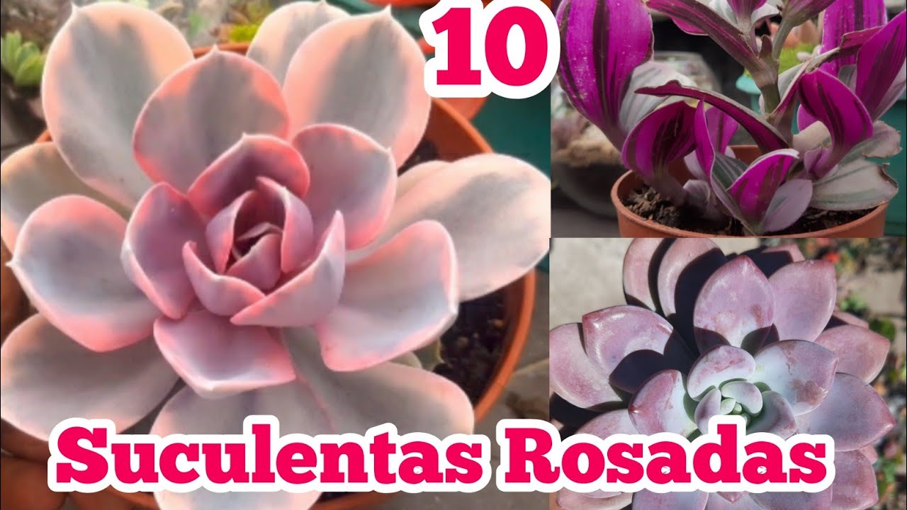 10 Suculentas Rosadas/cuidados,nombres y tips sobre ellas🌵🍃