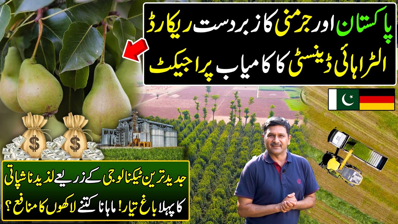 Pak German Ultra High Density Billion Dollar Project | Pear (Nashpati) Farming in Pakistan