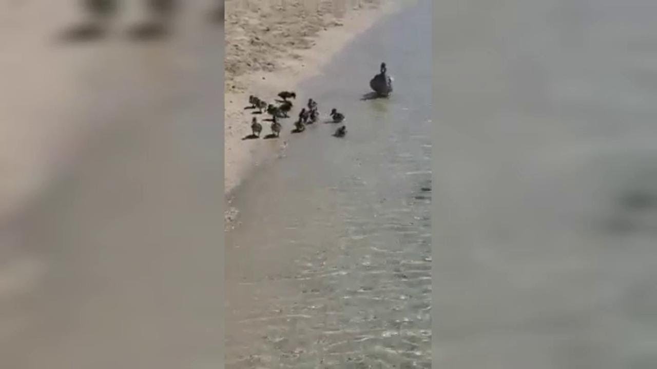 Salento, mamma papera e i suoi pulcini in spiaggia: lo stupore dei bagnanti