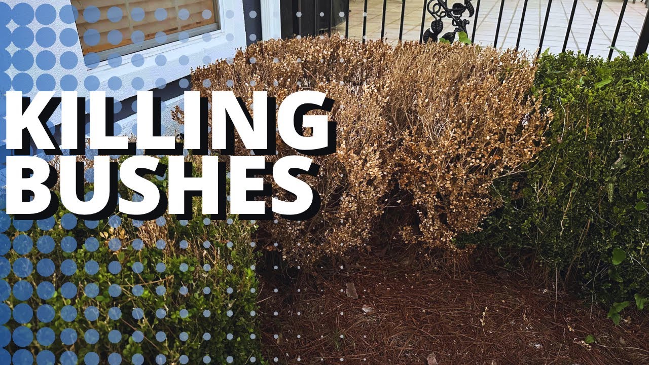KILLING Bushes | Roof Washing