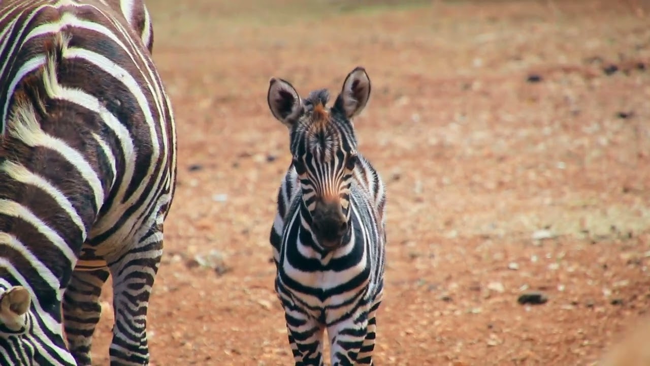 Un nuovo cucciolo, a strisce... allo Zoosafari (2021)