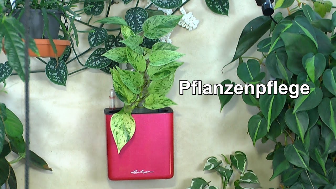 Pflanzenpflege im mineralischen Substrat und im Wasser mit Calciumcarbonat im Test