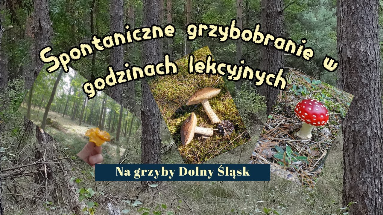 Spontaniczne grzybobranie w godzinach lekcyjnych 😉. Na grzyby Dolny Śląsk