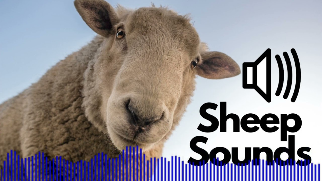 Sheep Sound Effects (Baa) | No Copyright | Free