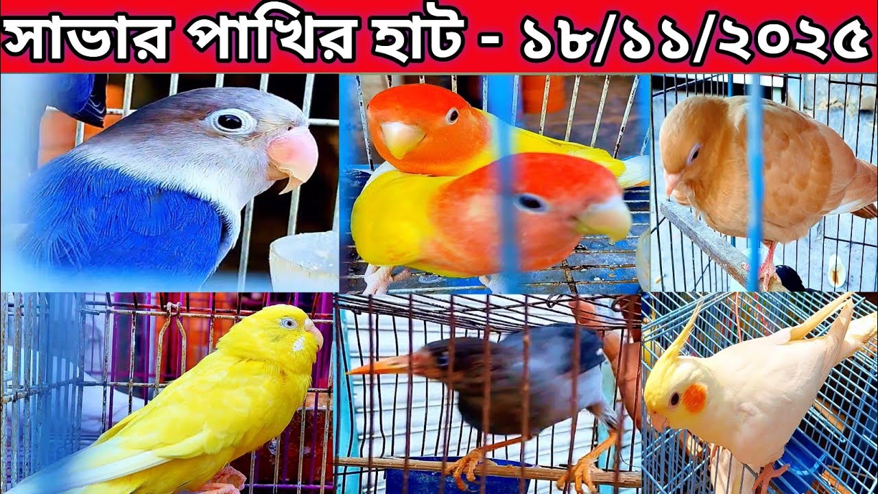 সাভার পাখির হাট মঙ্গলবার ও শনিবার || Savar Nama Bazaar pakhir hat || bird price in Bangladesh 2025