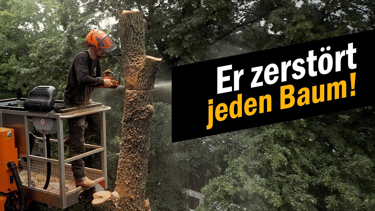 Er zerstört jeden Baum - einfach so! Notfällung im Botschafterviertel.