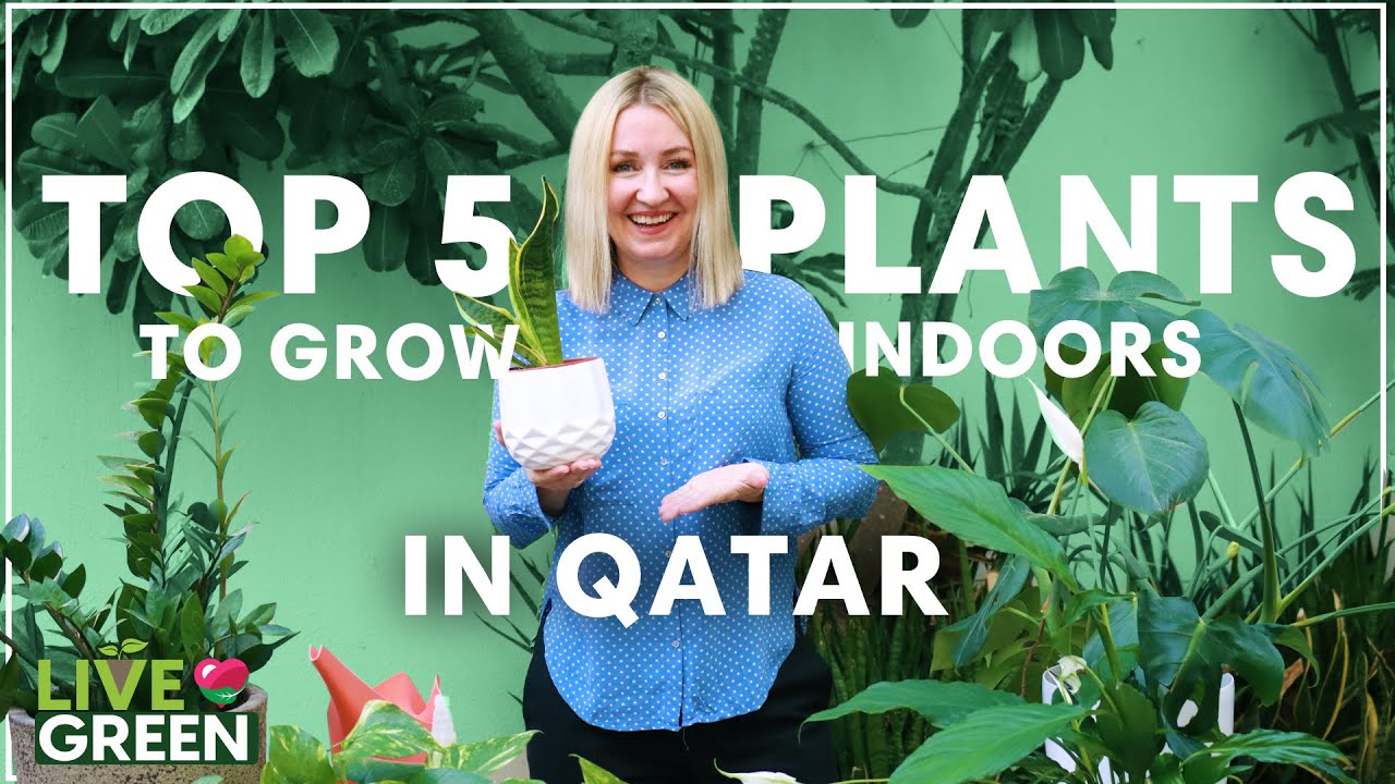What are the best indoor plants to grow in Qatar? | Live Green | Ep 9