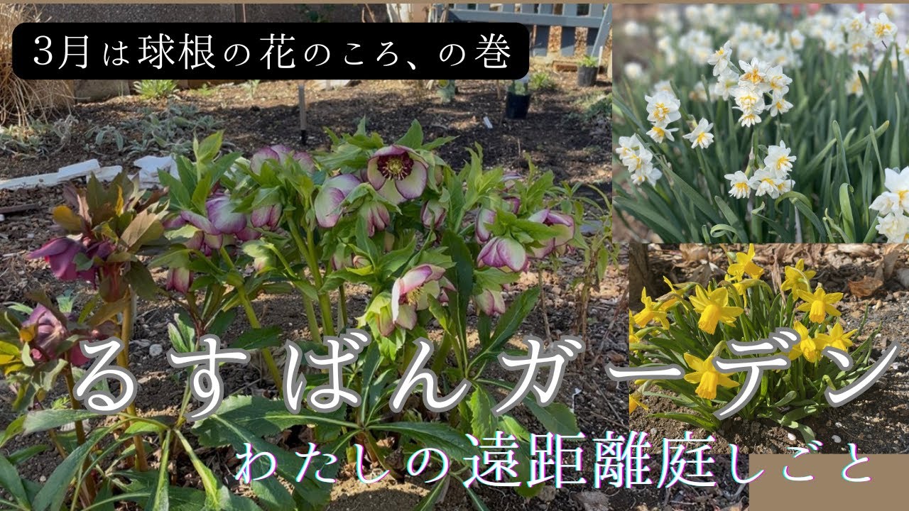 亡き母が植えたクリスマスローズさんも咲きました/4年通っている実家の庭です/水仙たちも綺麗です