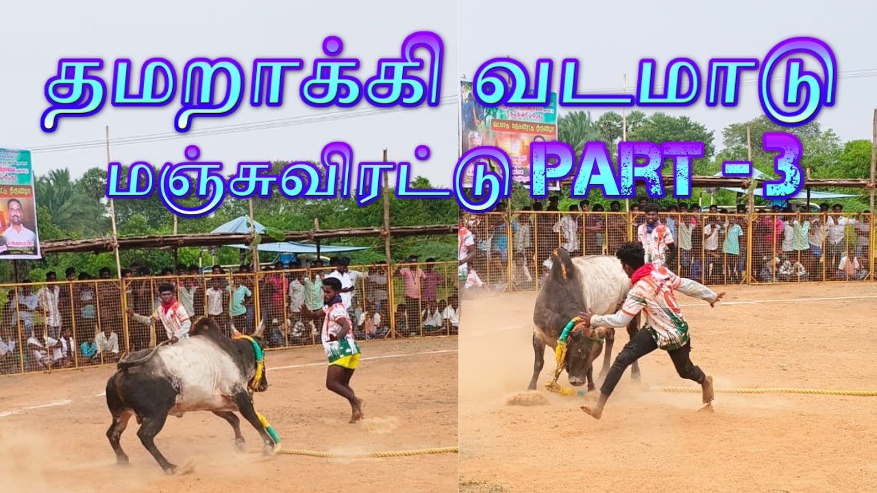 தமறாக்கி வடமாடு மஞ்சுவிரட்டு 2025 part - 3 | vadamatu Manjuvirattu | vadivasal | manjuvirattu |reels
