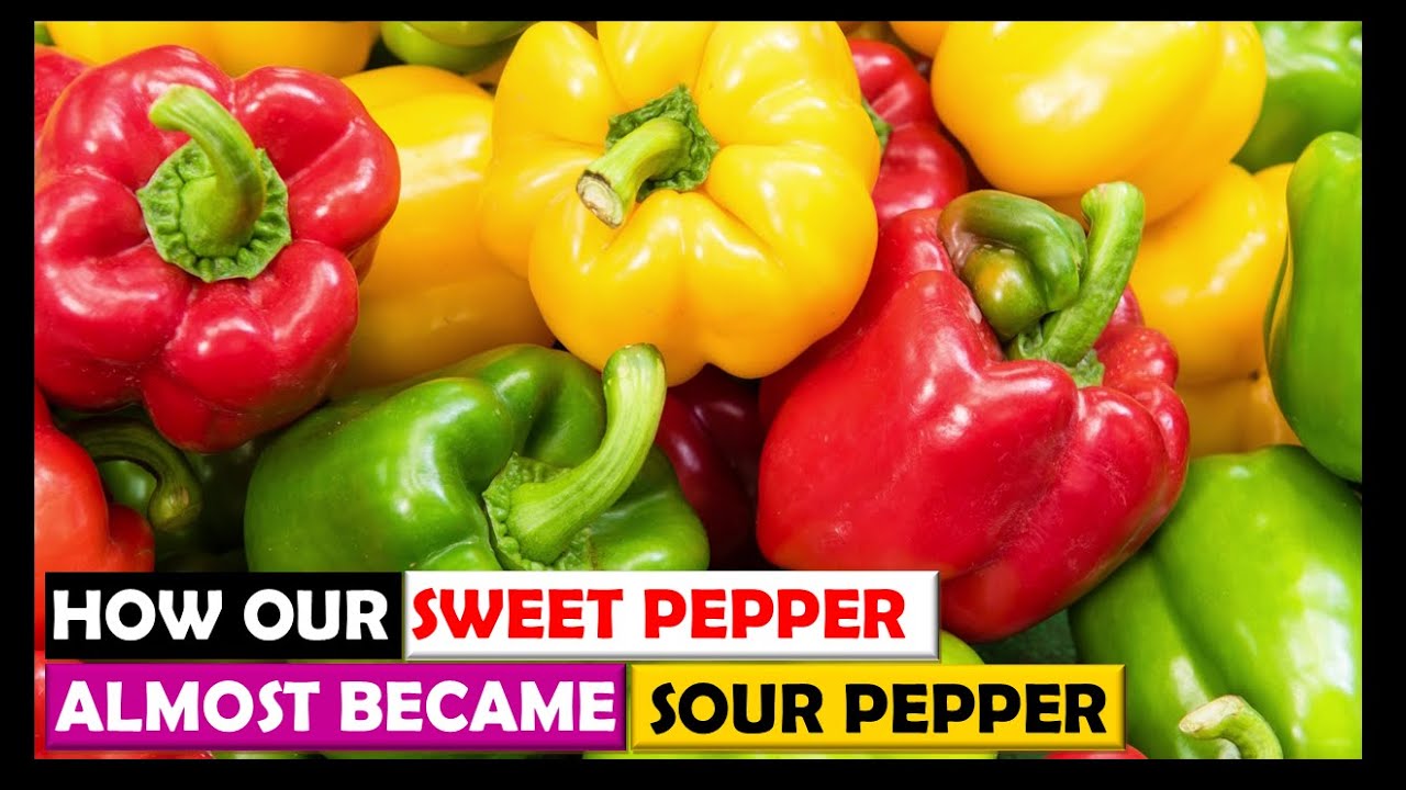 Vegetable Farming in Zambia: How We Grow Sweet Pepper