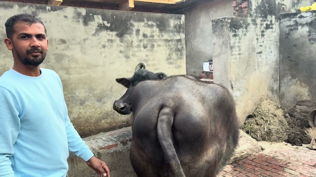 WEST UP M YUVAO KO BHI NASAL SUDHAR KA CHAYA JUNUN  HARYANA #DESI# OR #MURRAH# NASAL TYAR KR RHE H