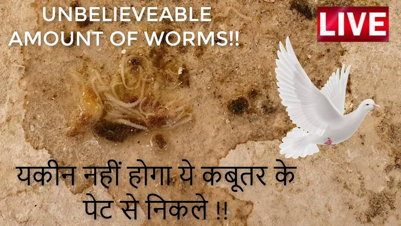 PIGEON DEWORMING  !! कबूतर के पेट के कीड़े ऐसे निकलते कभी नहीं देखे होंगे !!