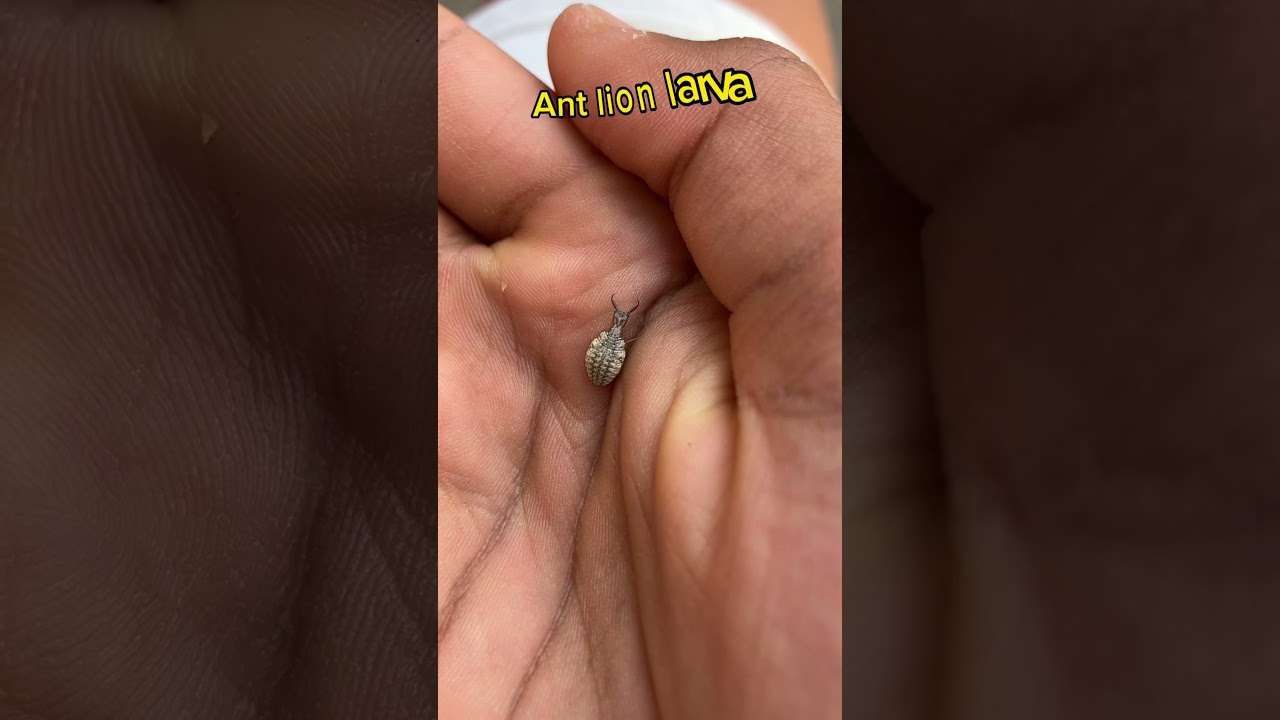 Antlion #arthropod #insect #larva #ant #lion #wildlife #nature #catch #sand #jaws #shorts