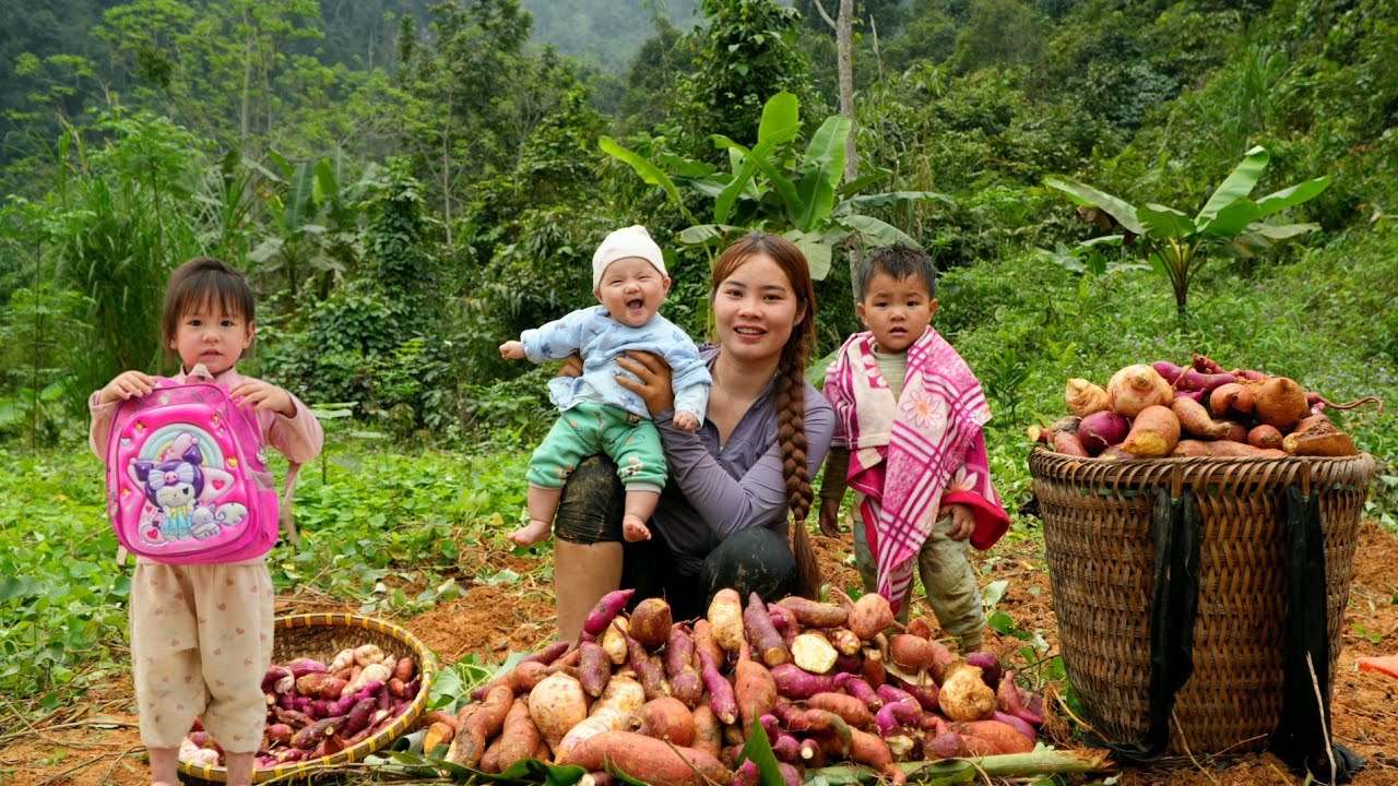 Harvesting sweet potatoes with my little daughter to sell - boiling sweet potatoes to eat with her