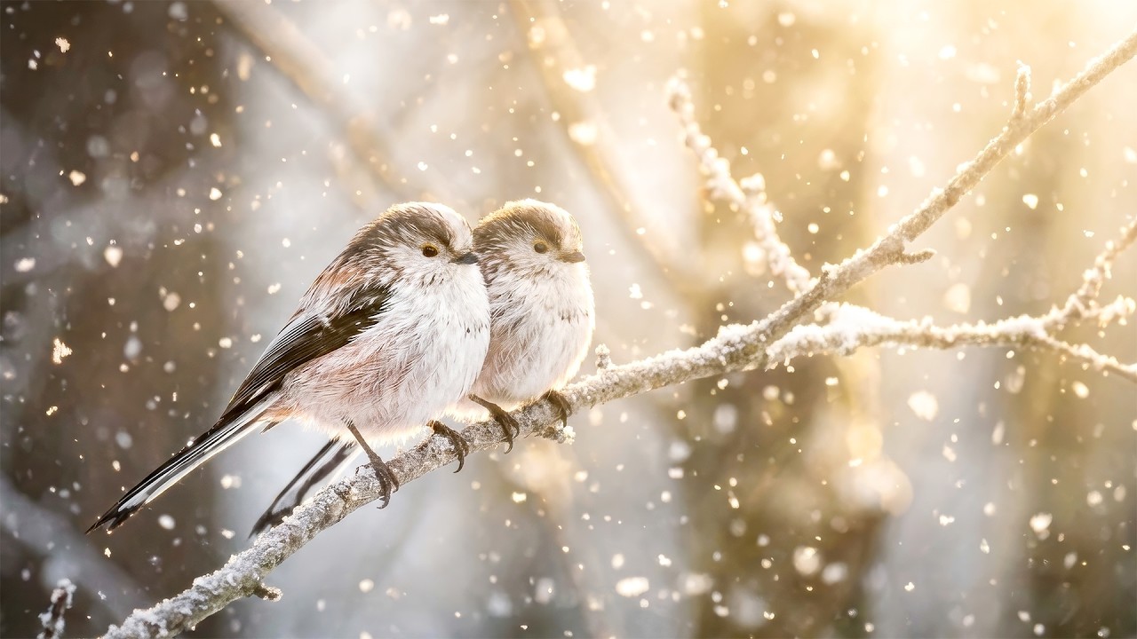 4K Winter Forest Birds  Real Nature Sounds & Relaxing Piano  Slow TV