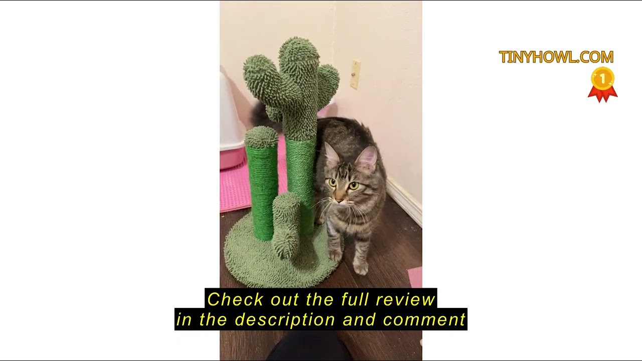 Review PAWZ Road Cat Scratching Post Cactus Cat Scratcher Featuring with 3 Scratching Poles and Inte
