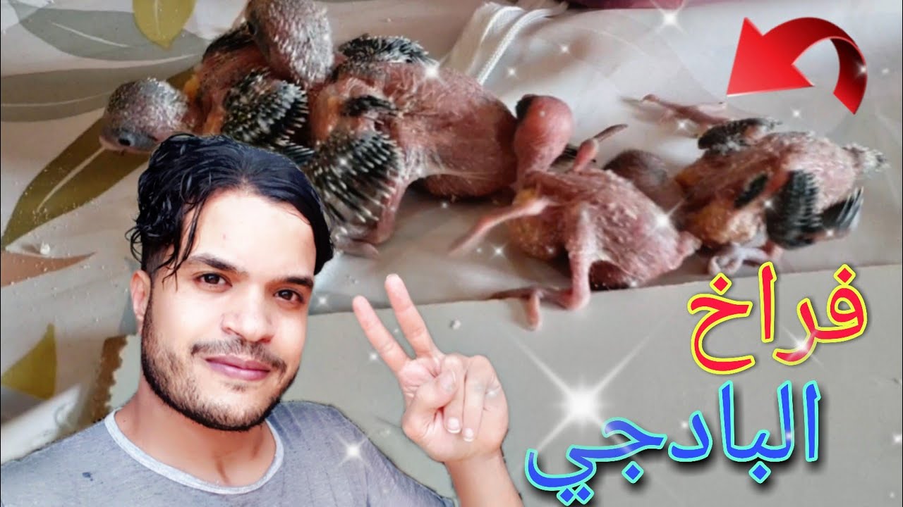 فتح عش من إنتاجي فيه 6 فراخ من البادجي😍أجيو تشوفوا🔥