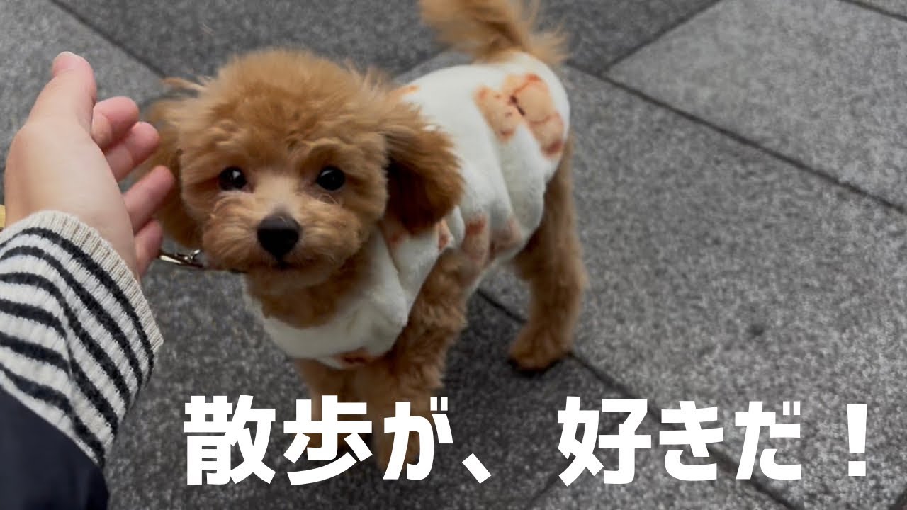 お散歩練習中の生後7ヶ月トイプードルをご覧ください💕