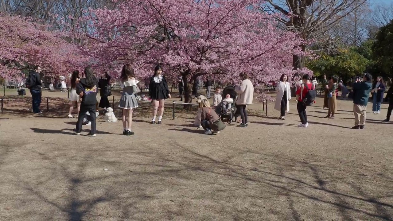 お花見散歩　強風の代々木公園　2024/02/26  a19