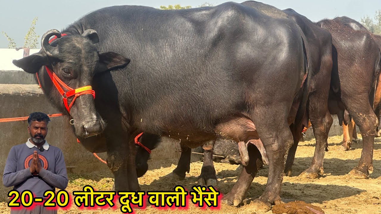 20-20 लीटर दूध वाली 5 भैंसे बिकाऊ क़ीमत 50,000₹ से शुरू । 5 Buffalo For Sale Kirshana Dairy Farm 
