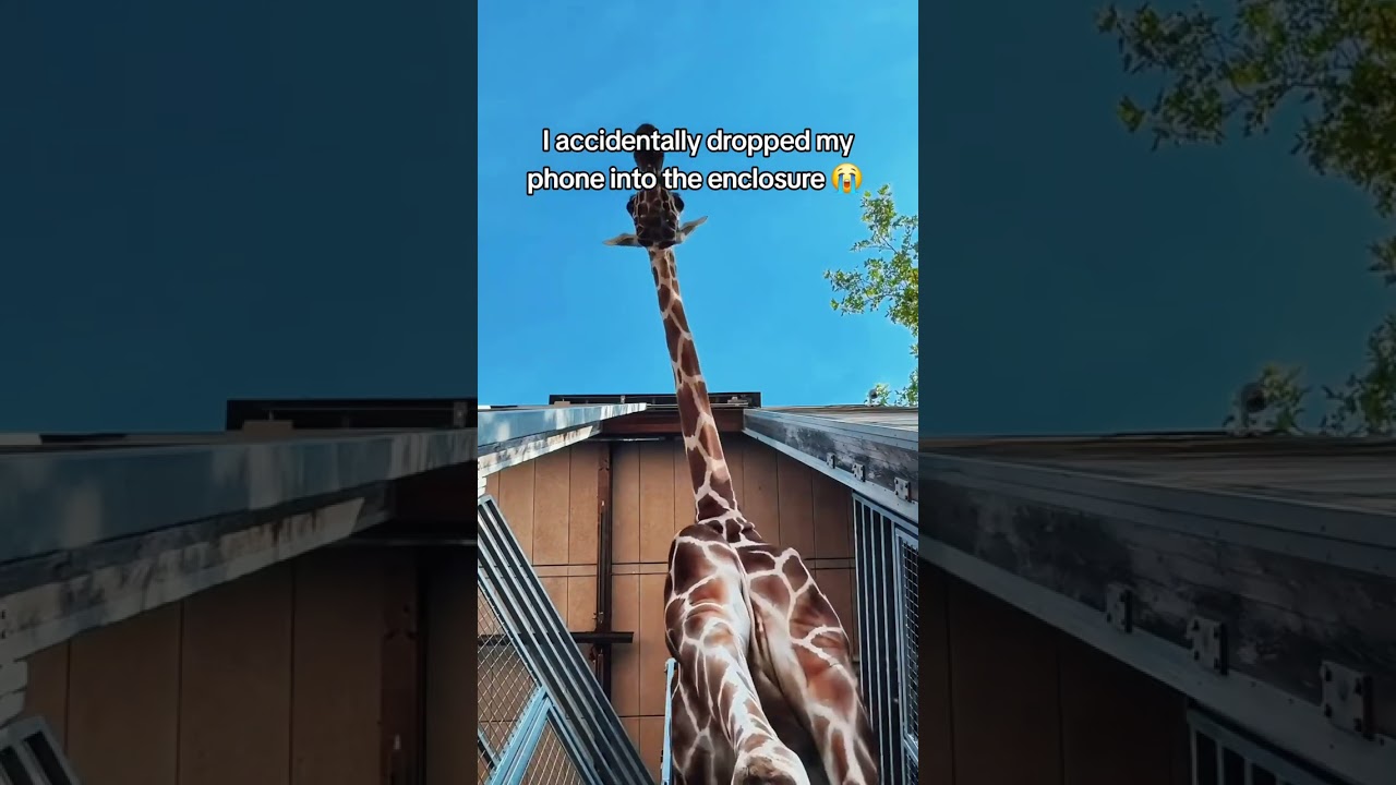 Dropped my Phone in the Giraffe Enclosure