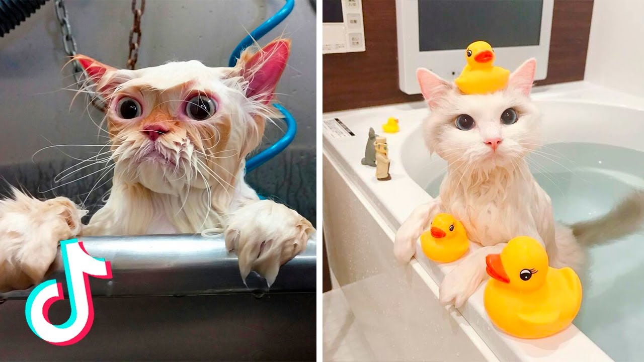 Подборка забавных купающихся кошек | Кошки, которые любят ванну и кошки, которые ненавидят ванну