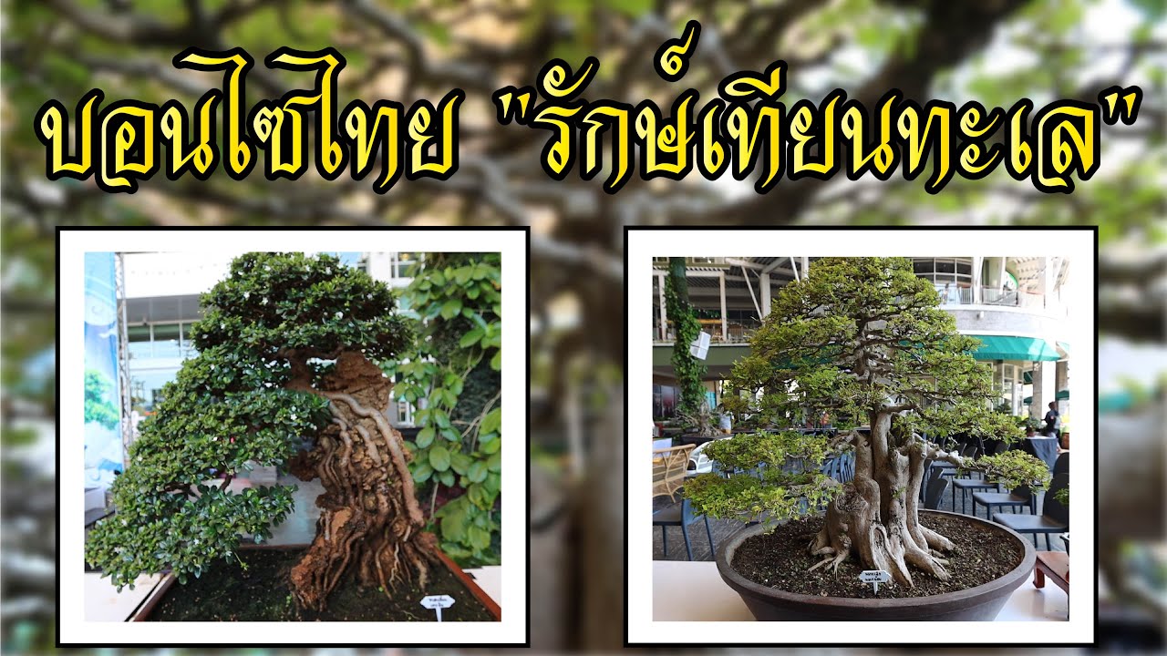Bonsai Station [Tour Station] EP.19 บอนไซสวยๆจากงาน